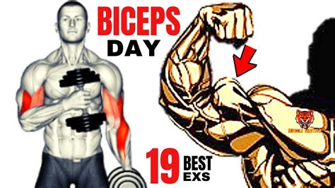 19 Best Biceps Workout At Gym To Get Bigger Arms Fast Youtube