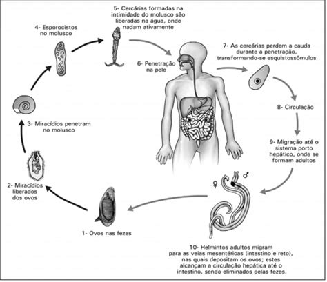 Ciclo De Vida Do Schistosoma Mansoni - Ciclo Do Schistosoma Mansoni - BINKEDU