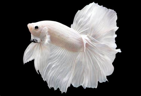 Platinum Betta Fish Care Guide LoveMyBetta