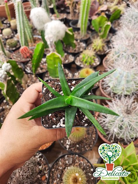 Alworthia Black Gem Aloe Speciosa X Haworthia Cymbiformis Pote