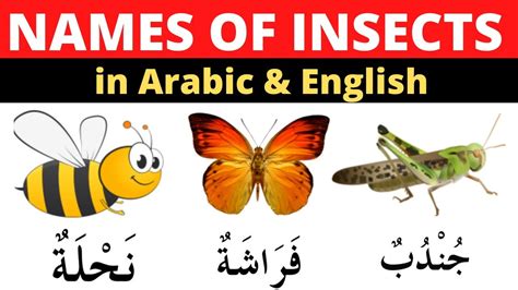 Names Of Insects In Arabic Arabic Vocabulary Learn Arabic With Salim