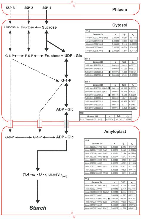 Plant Monocot Starch Synthesis Diagram Of The Reactions Involved In