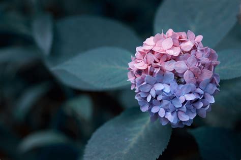 Hydrangea Computer Wallpapers Wallpaper Cave