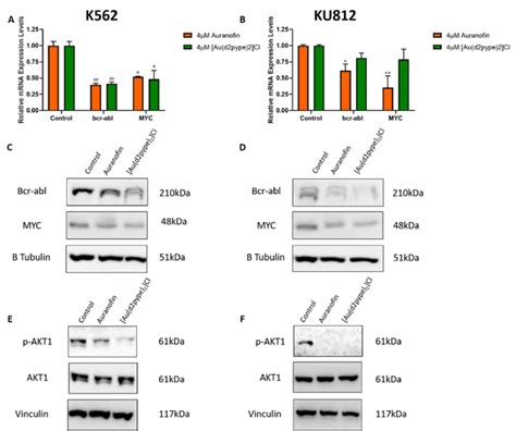 Trxr Inhibitors Reduce Mrna And Protein Expression Of The Bcr Abl