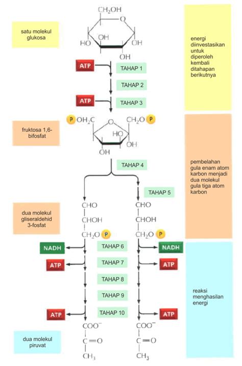 Glikolisis Jalur Embden Meyerhof Parnas Biokimia Kedokteran Caiherang