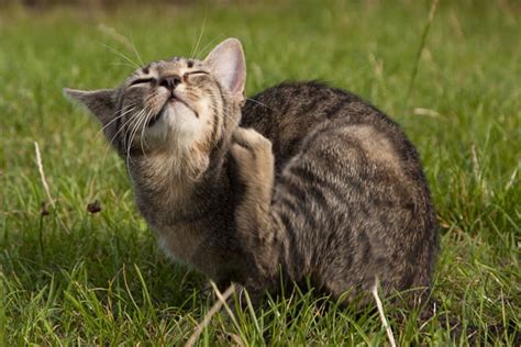 Milben Bei Katzen Vorbeugen Und Behandeln