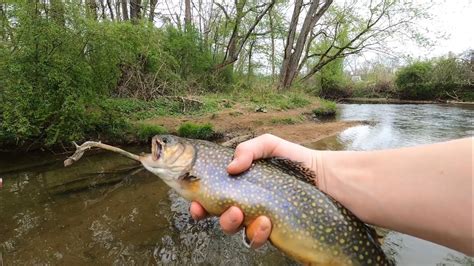 Fishing For Pressured Tournament Trout Youtube