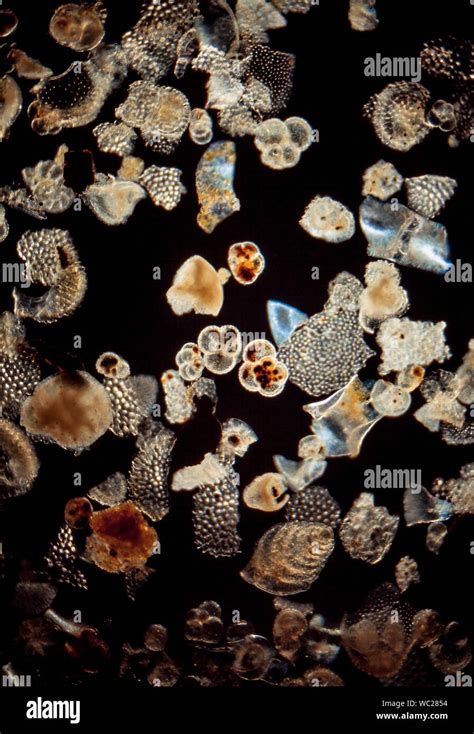 Foraminifera fossil washings from a miocene clay layer hi-res stock photography and images - Alamy