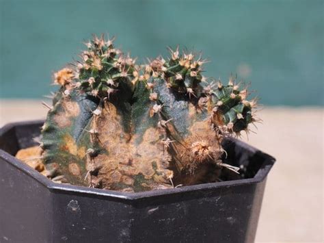 Cactus Turning White Pale Causes And Solutions Gardenine