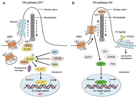 The Hedgehog Signaling Pathway Encyclopedia Mdpi