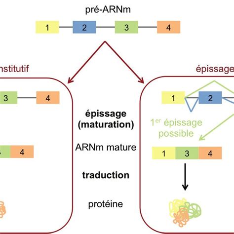 La puce à ADN La puce à ADN permet de déterminer les ARNs présents