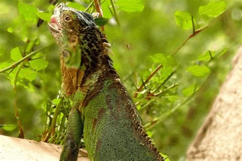 338 Of The Best Iguana Names: Male, Female, Cool, Blue, More