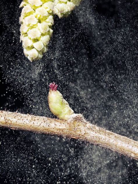 Wind pollination - Stock Image - C007/1284 - Science Photo Library