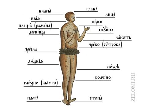 Части тела | Пикабу