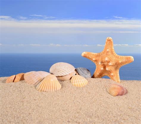 Estrelas Do Mar E Conchas Na Areia Da Praia Contra O Fundo Do Mar