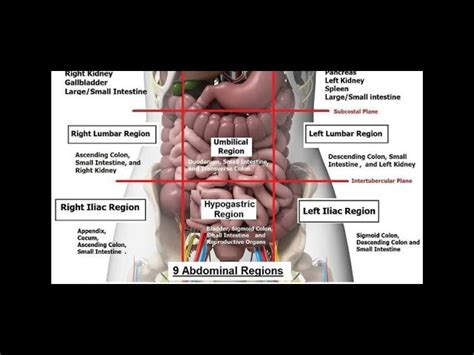 Solved Lateral View Anterior View Identify And Label The, 53% OFF
