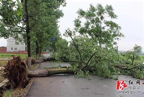 攸县凌晨狂风暴雨肆虐 将大树连根拔起 湖南频道