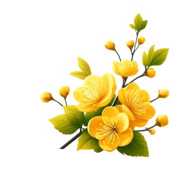 Apricot Flower Petals Yellow Illustration Apricot Blossom Petal