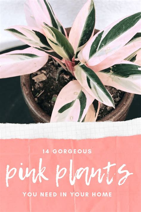 Pink Indoor Houseplants To Beautify Your Home Jays Tropicals Plants