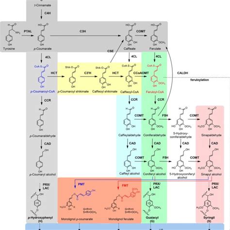 A Simplified Scheme For The Biosynthesis Of Lignin Pal Phenylalanine