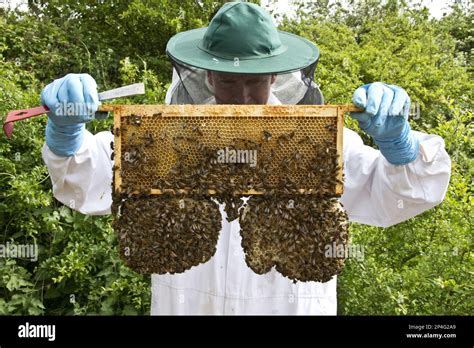 Western Honey Bee Western Honey Bees European Honey Bee European