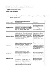 Understanding Blood Vessels And Cardiovascular Homeostasis Course Hero