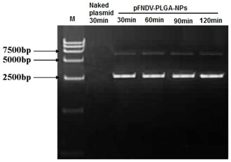 Lane 1 DL 15000 Marker Lane 2 The Naked Plasmid DNA Treated By DNase