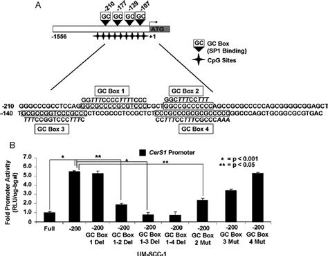 Determination of specific Sp1-binding/recognition sites for the ...
