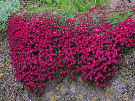 100 Red Rockcress Cascading Seeds Mat Forming Perennial Etsy Cress