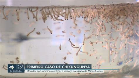 Campinas Registra Primeiro Caso De Chikungunya Em E Tem Salto Nos