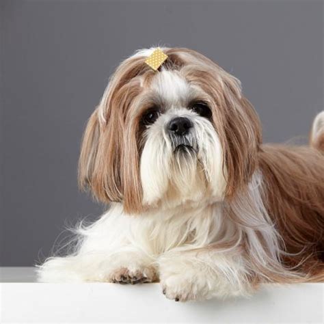 5 Tipos De Cortes De Pelo Para Un Shih Tzu