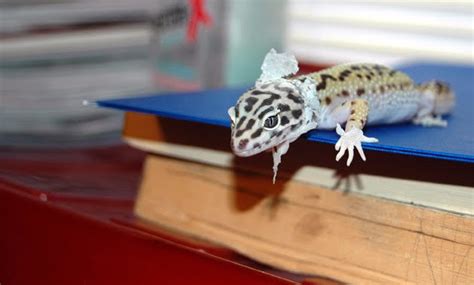 Leopard Gecko Shedding The Symptoms Stuck Shed Tips And More