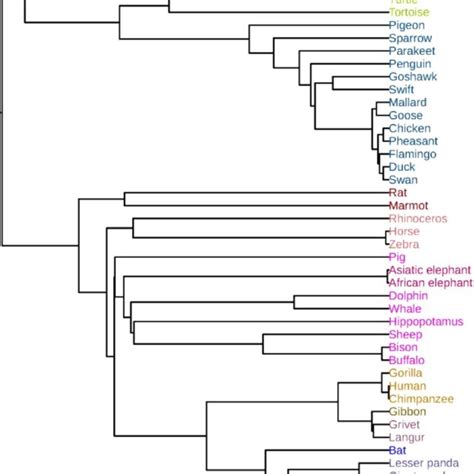 Phylogenetic Tree Of The Hrvs And Hev Cs Constructed By Fegs