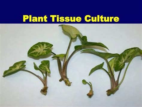 Ppt Plant Tissue Culture Powerpoint Presentation Free Download Id 1200217