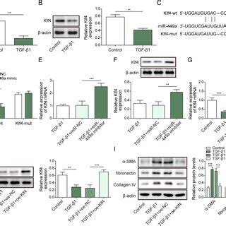 Downregulation Of Mir A Attenuated Tgf Caused Upregulation Of