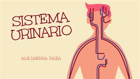 Sistema Urinario