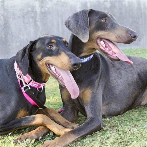 Same Sex Aggression In Dobermans Desert Harbor Doberman Rescue