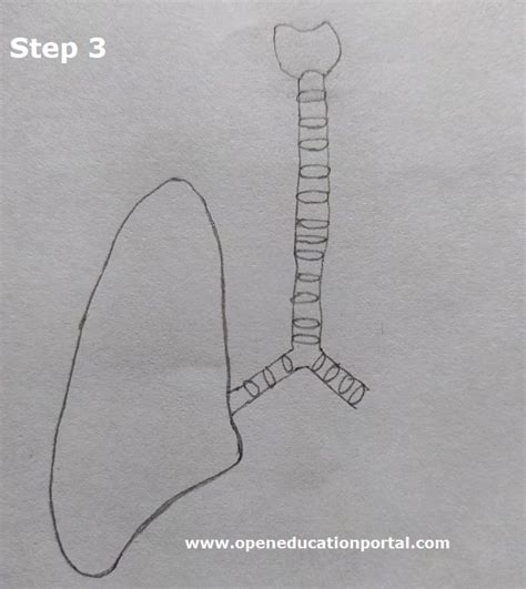 How To Draw Respiratory System Easy Step Wise Guide