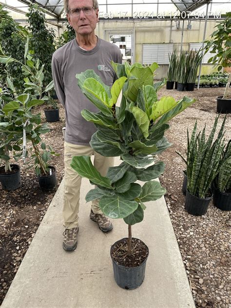 Ficus Lyrata Std Tri State Foliage In House Availability