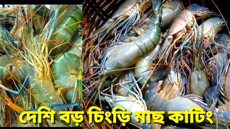 দেশি বড় চিংড়ি মাছ কাটিংfishblog Fish Youtube