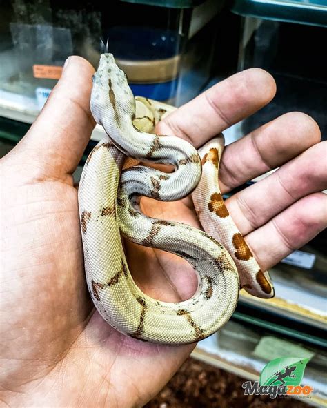 Boa Constrictor Aka Boa Constrictor Boa Constrictor Burmese Python