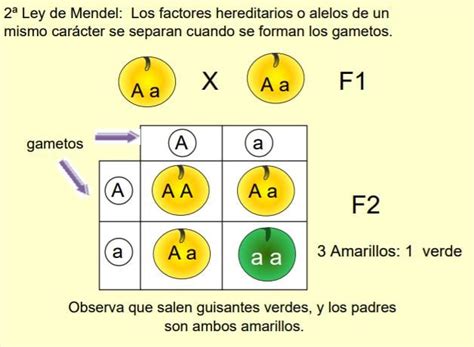 Leyes De Mendel Genética Y Herencia Spanish Ged 365