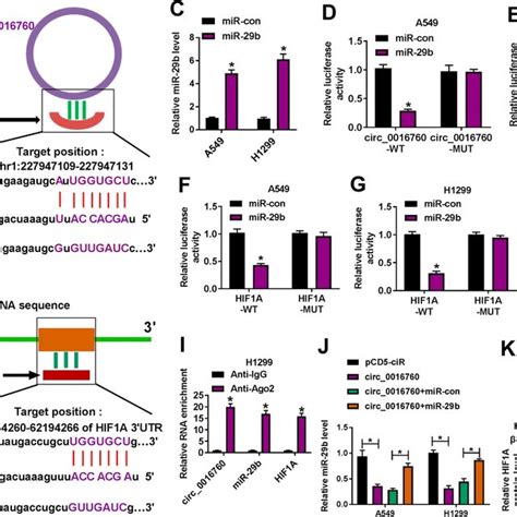 Circ Regulated Hif A Expression Via Sponging Mir B In Nsclc