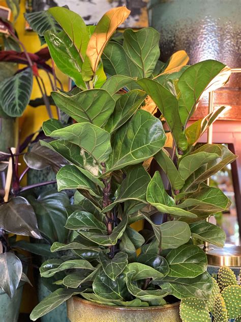 Ficus Lyrata Bambino Hoogte Cm Planten Bij Elkaar Alleen Afhalen