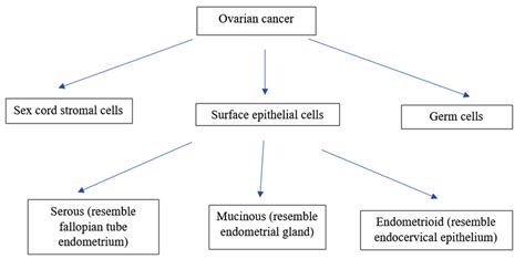 Classification Of Ovarian Cancer Depending Upon Cell Type Download Scientific Diagram