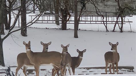 Petition · Stop the Whitehall Borough Deer Cull! - United States ...