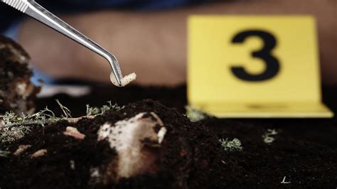 The Use Of Insects In Death Investigations [forensic Entomology] Youtube