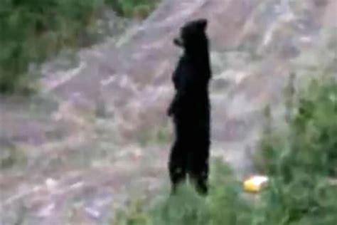 Handicapped Bear Walks Upright Like A Human