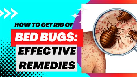 How To Get Rid Of Bed Bugs Pyramid Pest Control LLC