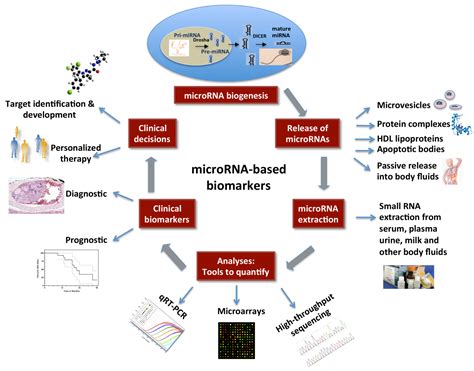 Diagnostics Free Full Text MicroRNAs As Biomarkers In Cancer